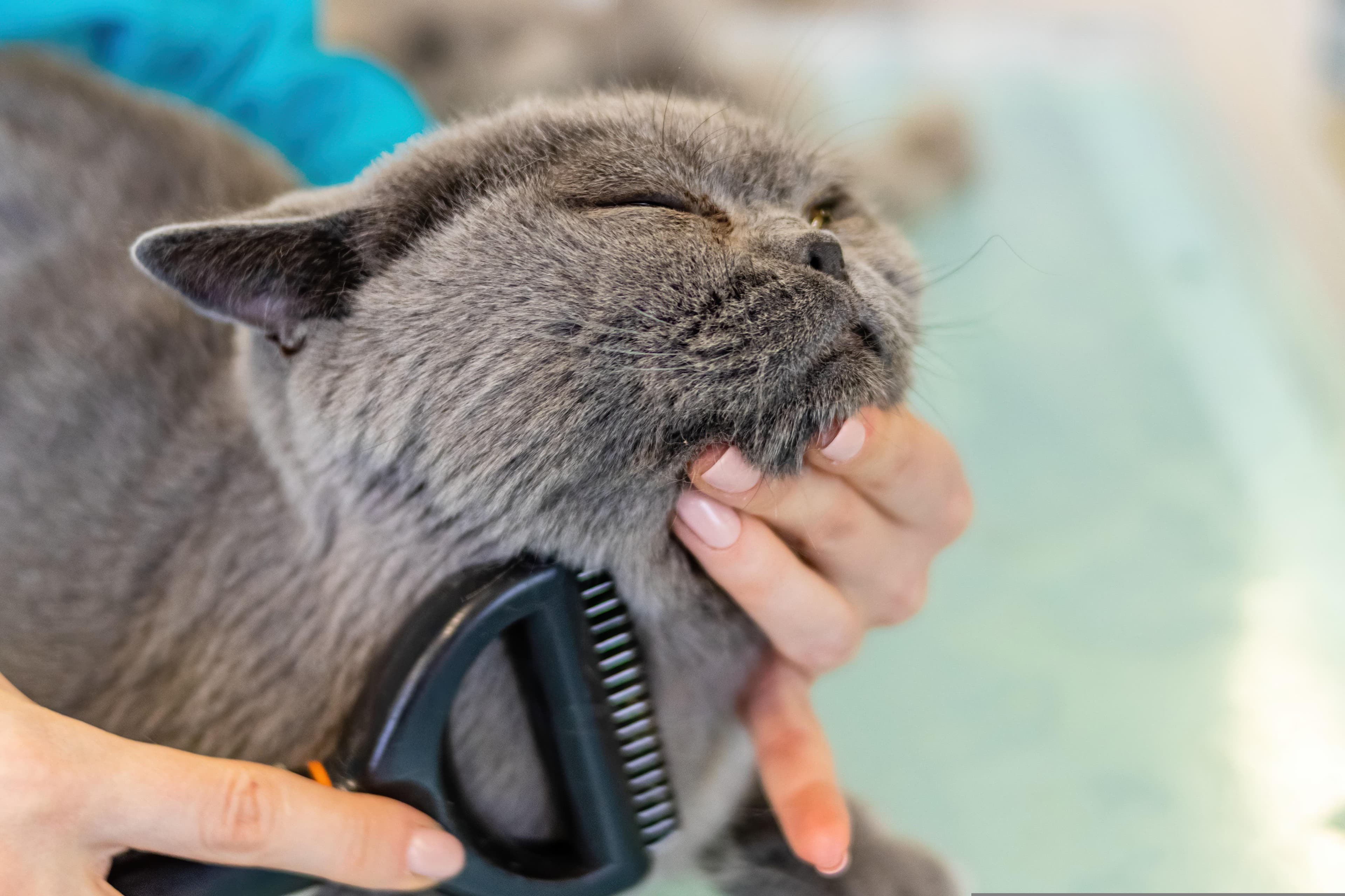 Cat Grooming service