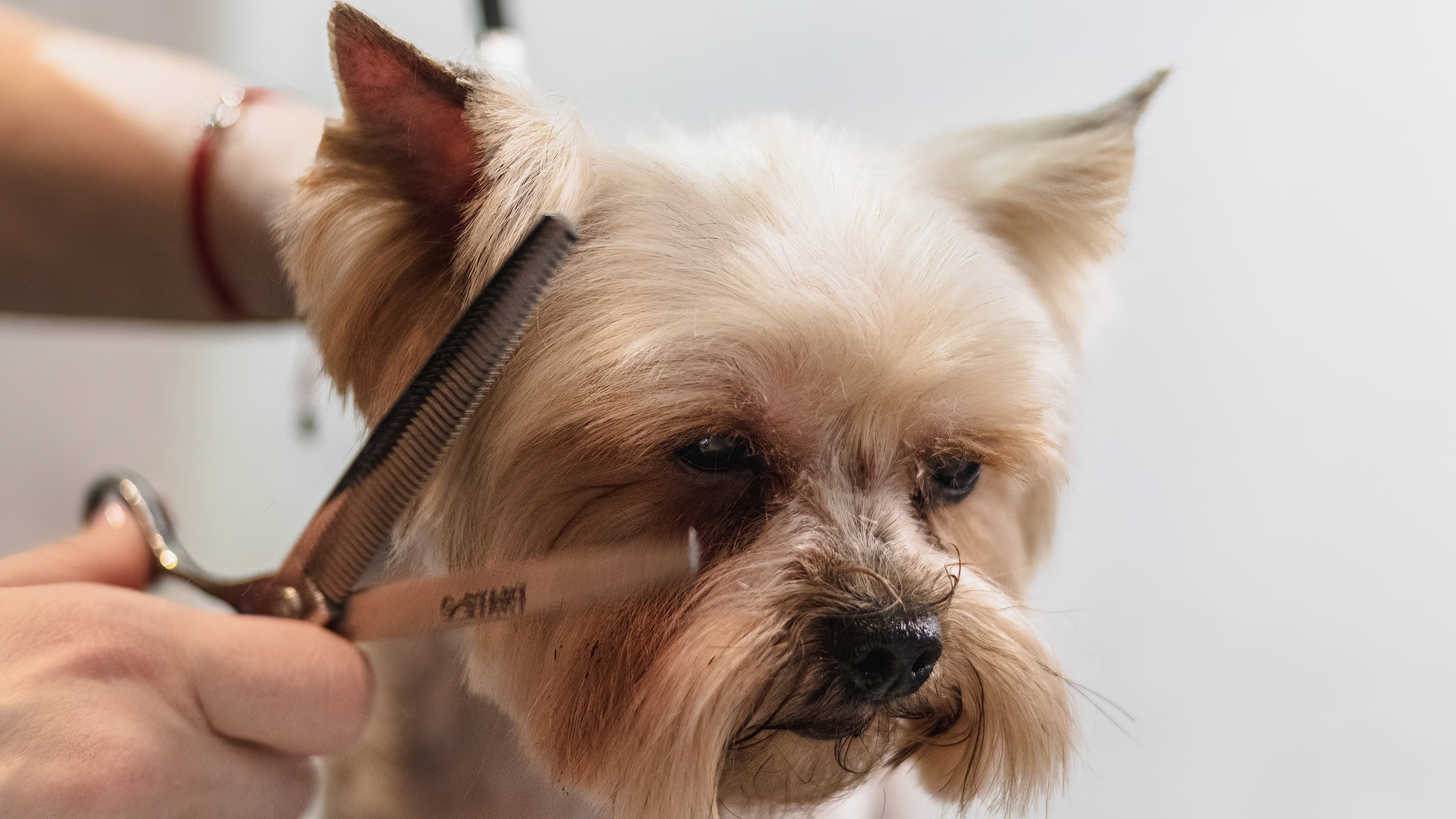 Grooming service